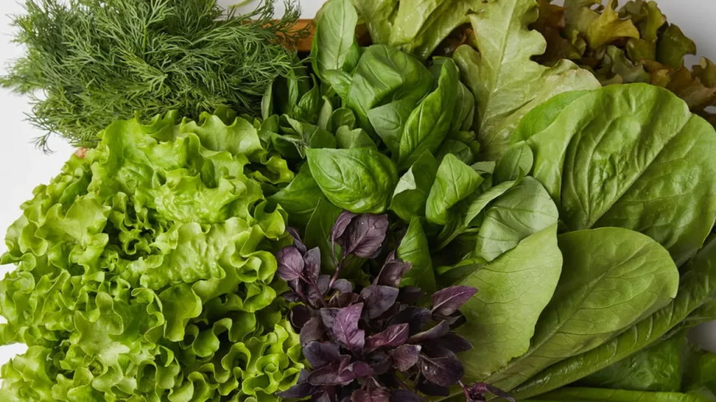 adicione alface na sua dieta di ria e veja seu corpo se transformar 7e0868b4