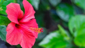 Cultive hibisco e tenha beleza e bem-estar em sua casa