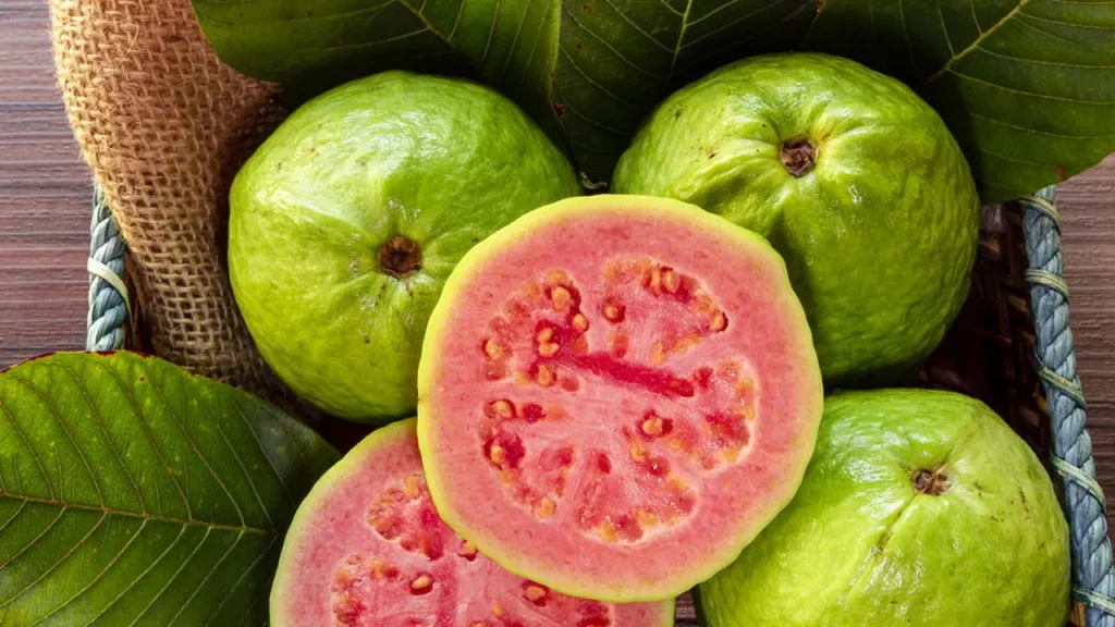 Passo a passo para plantar goiaba a partir de sementes ou mudas passo a passo para plantar goiaba a partir de sementes ou mudas 5261a571