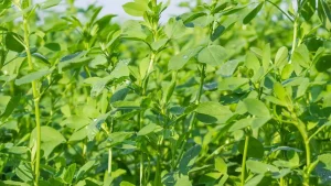 7 segredos para cultivar alfafa no jardim da sua casa de forma natural e saud vel 6c083aed