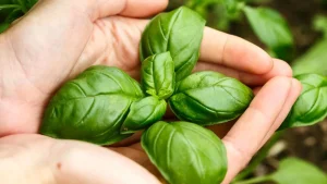 aprenda a cultivar manjeric o e deixe suas receitas sempre mais saborosas f8c667e3