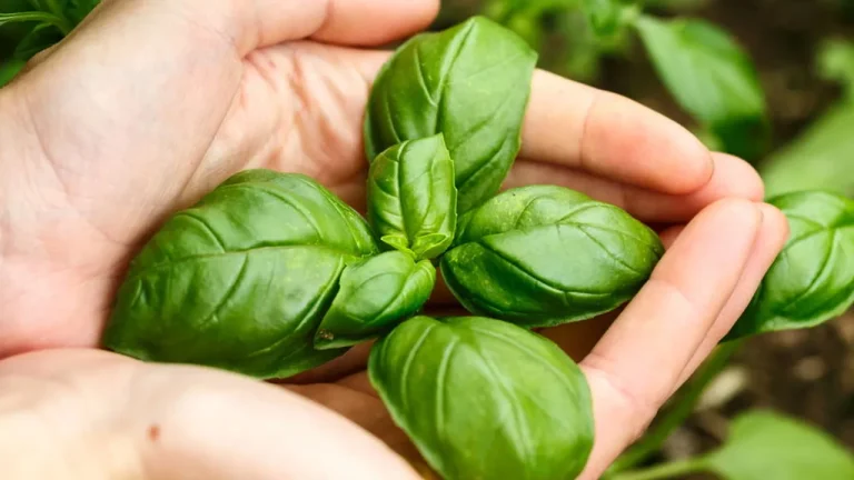 aprenda a cultivar manjeric o e deixe suas receitas sempre mais saborosas f8c667e3