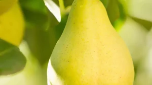 Aprenda a plantar “Pera” e colher frutas do seu próprio pomar