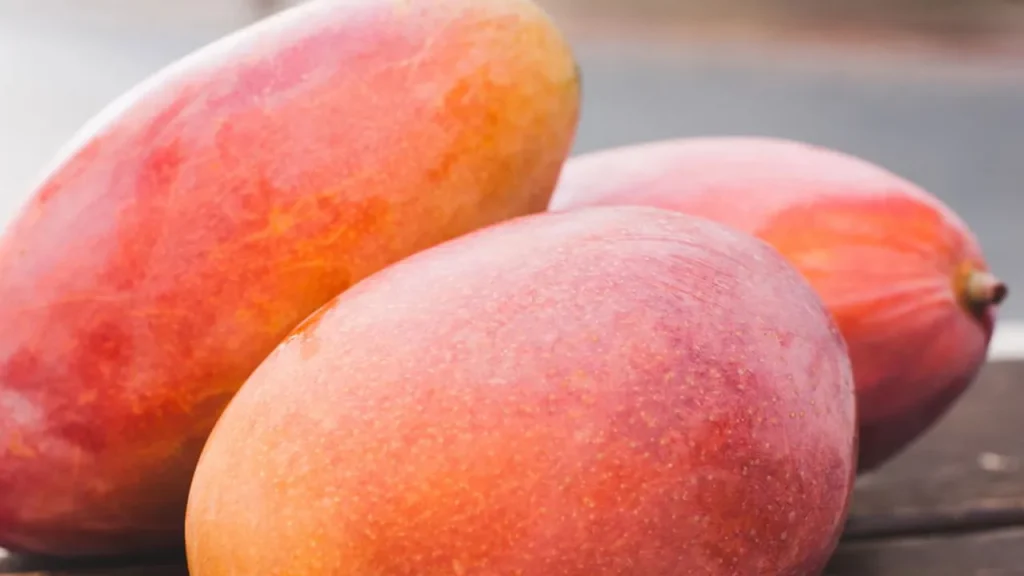 Aprenda a plantar manga a partir do caroço e colher frutos deliciosos aprenda a plantar manga a partir do caro o e colher frutos deliciosos cd1da989