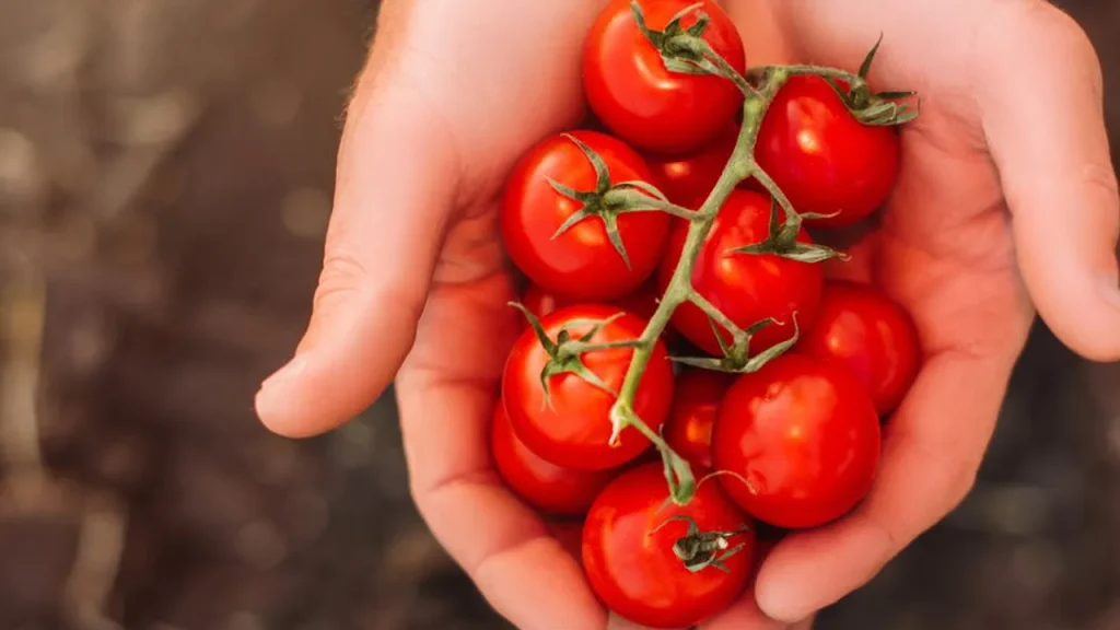 aprenda como cultivar alimentos em vasos com pouco espa o 4fc4422f