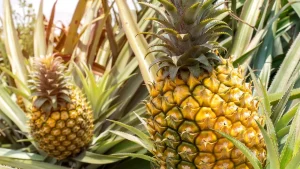 Como cultivar abacaxi a partir da coroa em casa passo a passo