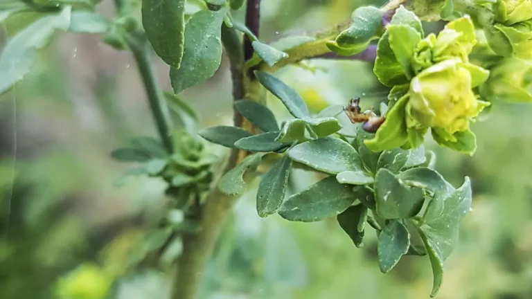 como plantar arruda em casa e manter insetos longe naturalmente e67e4cc1