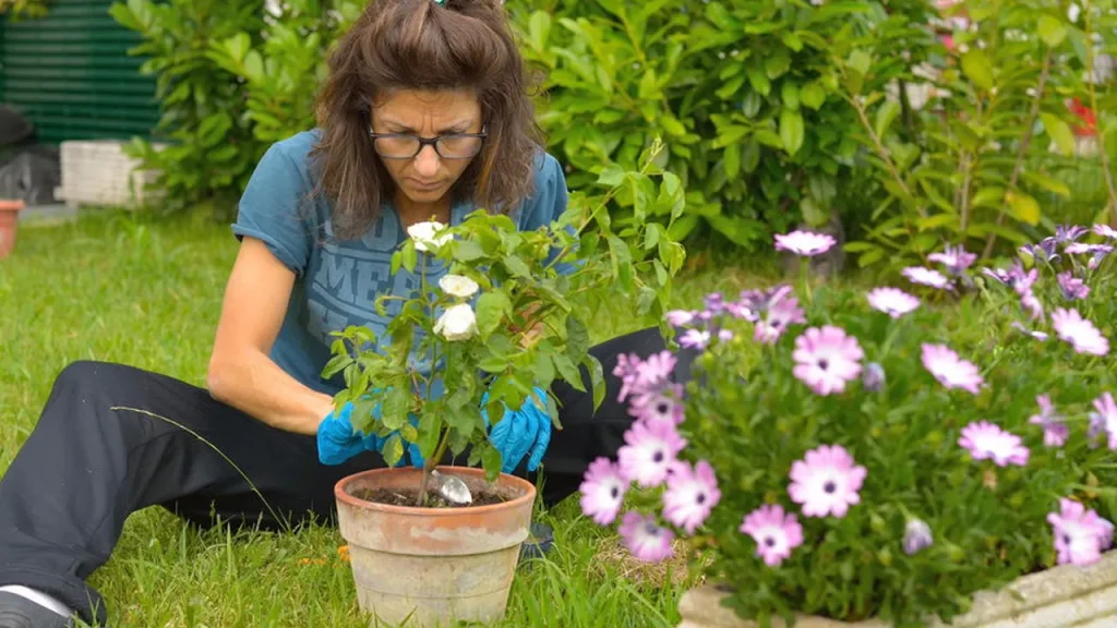 Conheça as plantas que ajudam a manter ratos longe de casa conhe a as plantas que ajudam a manter ratos longe de casa 575d0b6c