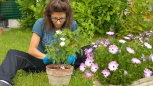 Conheça as plantas que ajudam a manter ratos longe de casa