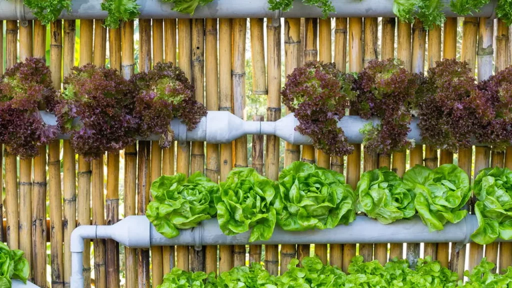 Crie uma horta vertical e colha alimentos frescos em casa crie uma horta vertical e colha alimentos frescos em casa 6c013e20