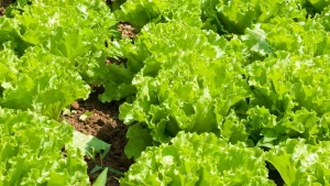 Cultive alface em casa e tenha folhas saudáveis e sem agrotóxicos