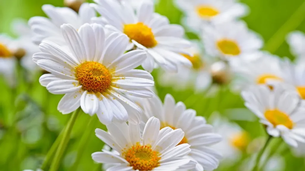 Cultive ervas calmantes em casa e tenha noites de sono mais profundo cultive ervas calmantes em casa e tenha noites de sono mais profundo 4bfa1b5a