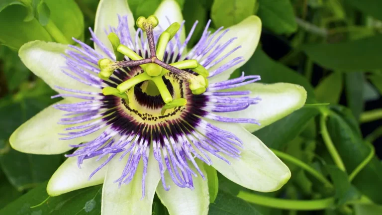 cultive essas plantas e durma profundamente todas as noites 9a126d07
