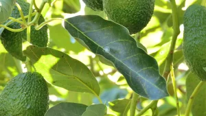 Dicas para plantar abacate em casa e garantir frutos de qualidade