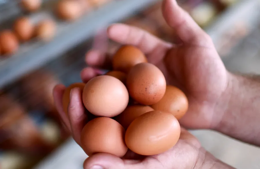 Gigante no setor de ovos, Global Eggs compra granja espanhola de olho em novas aquisições na Europa gigante no setor de ovos global eggs compra granja espanhola de olho em novas aquisi es na europa 23d65330