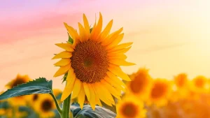 Os principais cuidados para seu girassol florir mais rápido