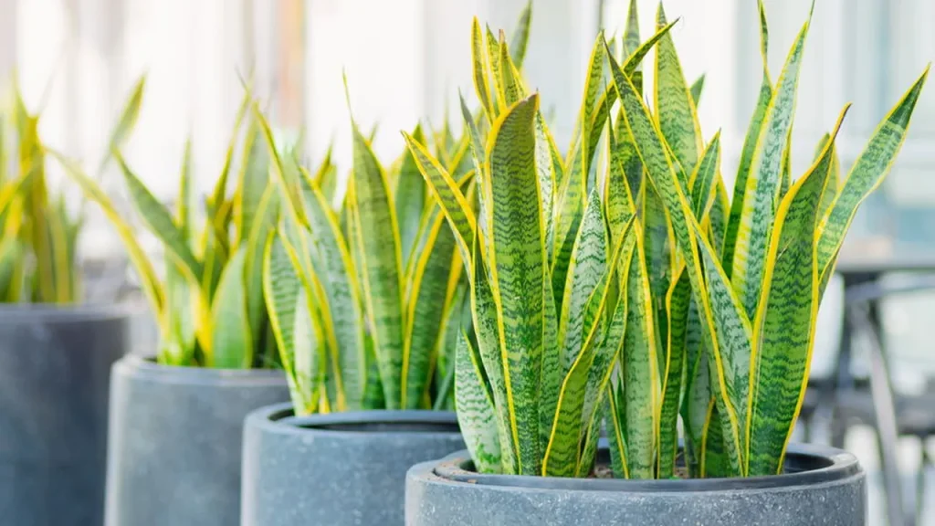 Quais plantas colocar na entrada da casa? Veja as mais indicadas quais plantas colocar na entrada da casa veja as mais indicadas fe1fefe6
