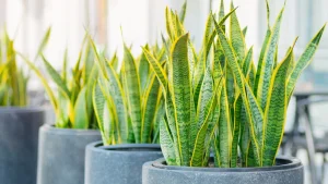 Quais plantas colocar na entrada da casa? Veja as mais indicadas