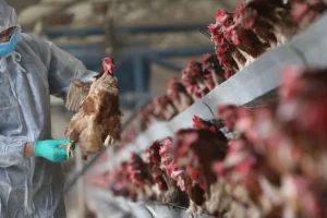 Surto de gripe aviária no Brasil já causa prejuízo bilionário – mesmo se durar pouco