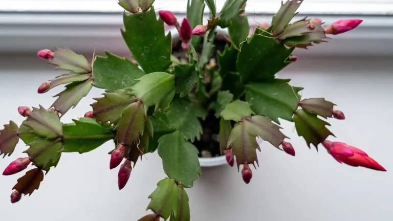 veja como plantar flor de maio em casa e manter suas cores vivas 934351c4