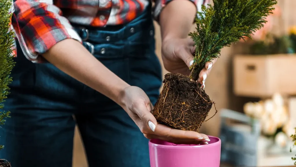 voc pode estar usando o produto errado no seu vaso favorito cc6aba2e