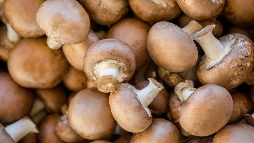 voc vai se surpreender com os benef cios dos cogumelos para sua sa de c7fed037