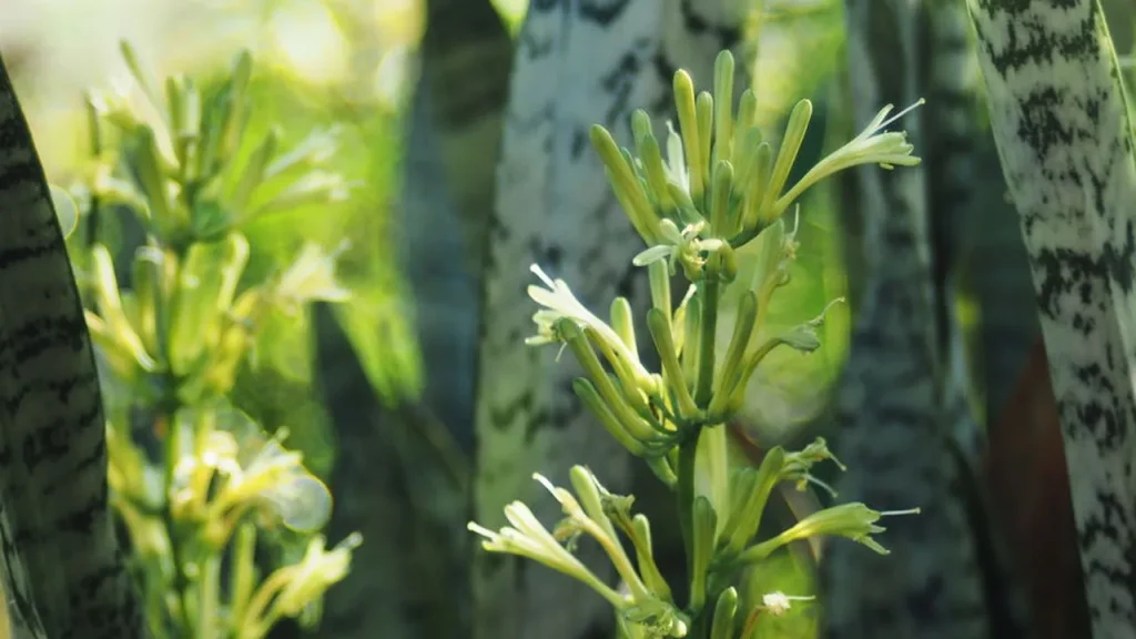 7 plantas poderosas para atrair paz prote o e boas energias no seu lar 542c1ba3