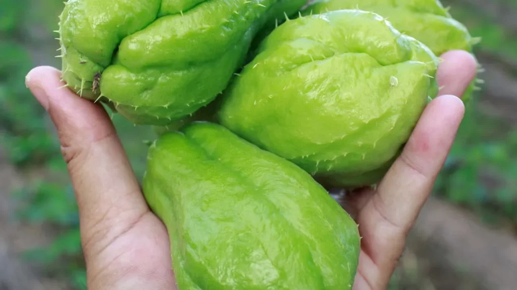 aprenda o jeito certo de plantar chuchu usando s um fruto brotado 3f8fd39a