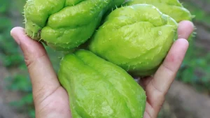 Aprenda o jeito certo de plantar chuchu usando só um fruto brotado