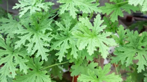 As plantas que mantêm carrapatos bem longe do seu jardim
