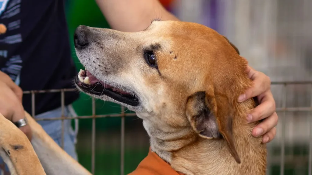 Caramelos conquistam o Brasil e aumentam adoção de pets caramelos conquistam o brasil e aumentam ado o de pets 34cd735b