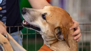 caramelos conquistam o brasil e aumentam ado o de pets 34cd735b