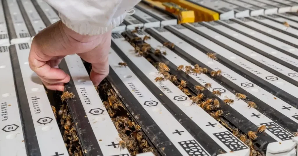 colmeias rob ticas e ia evitam crise no neg cio de cria o de abelhas veja como e1132741