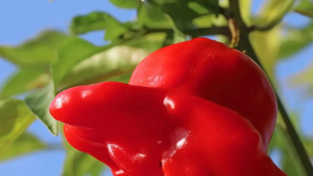 como plantar pimenta dedo de mo a e colher frutos picantes e arom ticos e68274ae