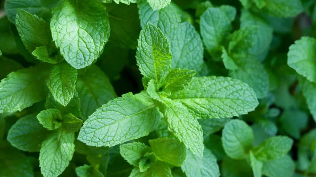 Como transformar um galhinho de hortelã em uma planta cheia e perfumada como transformar um galhinho de hortel em uma planta cheia e perfumada dc23a332