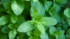 Como transformar um galhinho de hortelã em uma planta cheia e perfumada