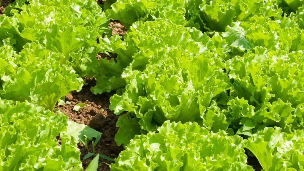 conhe a 3 hortali as que crescem r pido e s o perfeitas para cultivar em casa 036a9960