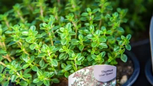 Cultive essa erva aromática em casa e aproveite seus benefícios para a saúde