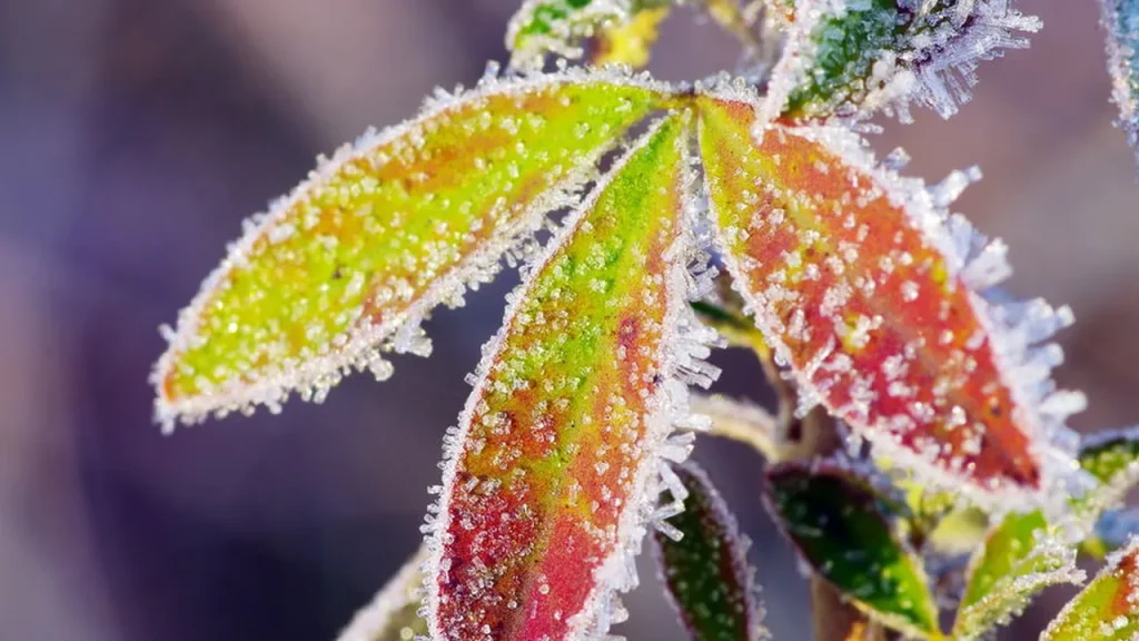 Essa cidade mineira fica congelante no inverno e virou o xodó dos turistas essa cidade mineira fica congelante no inverno e virou o xod dos turistas 09656222