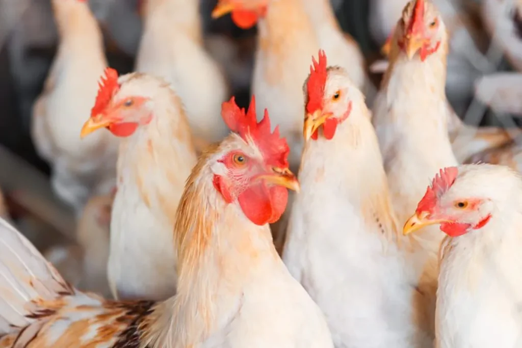 Exportação de frango cai 13% com a gripe aviária – dentro do esperado pela ABPA exporta o de frango cai 13 com a gripe avi ria dentro do esperado pela abpa edb18a70