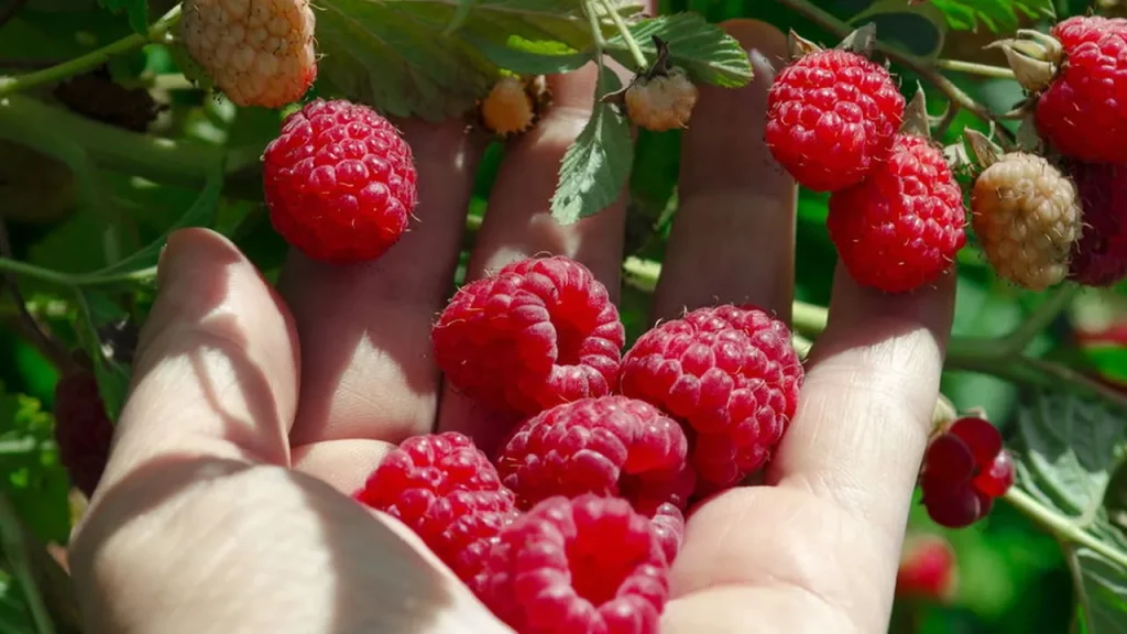 Passo a passo para plantar framboesa e colher frutas doces em casa passo a passo para plantar framboesa e colher frutas doces em casa 29428a4a