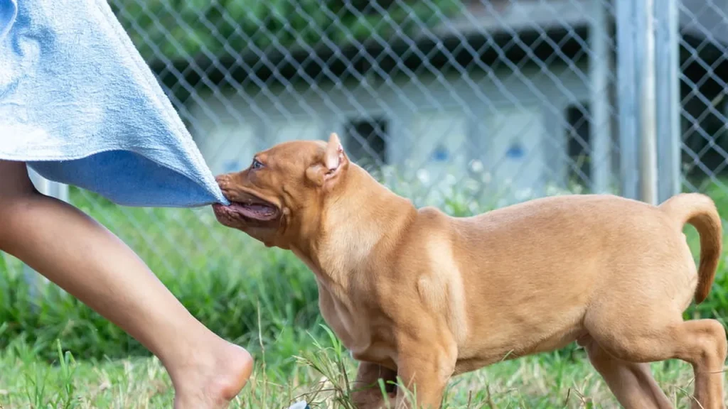 Saiba como lidar com o medo de cães de forma eficaz saiba como lidar com o medo de c es de forma eficaz b6662572