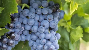 Saiba como podar sua videira para ter mais frutos e menos doenças