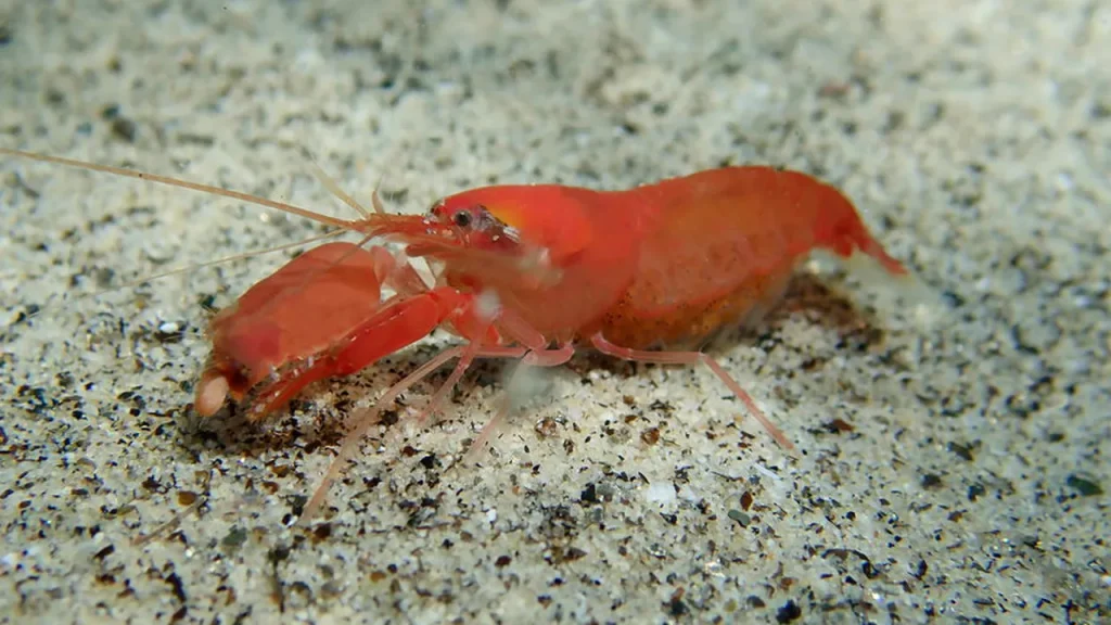 Você sabia que o animal mais barulhento do mundo faz um som mais alto que a turbina de um avião? voc sabia que o animal mais barulhento do mundo faz um som mais alto que a turbina de um avi o 340f7cb1