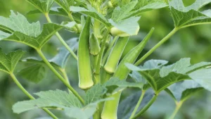 Aprenda a cultivar quiabo macio e evite que fique duro e fibroso