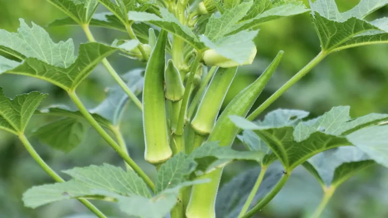 aprenda a cultivar quiabo macio e evite que fique duro e fibroso 4610a78a