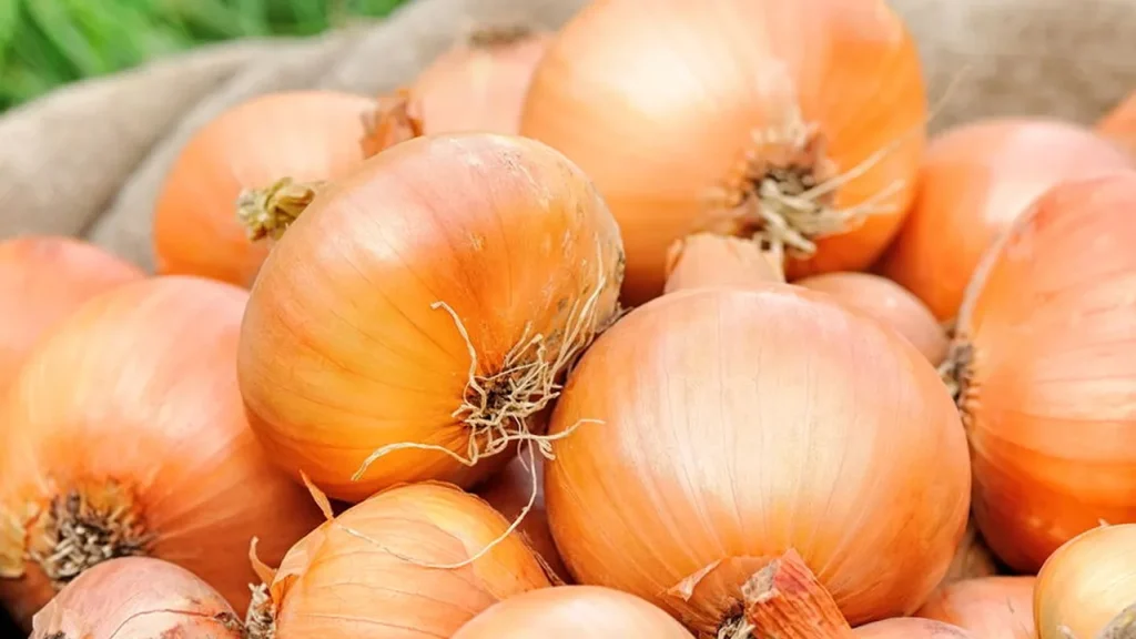 Cebola em casa sem agrotóxicos é possível com poucos cuidados cebola em casa sem agrot xicos poss vel com poucos cuidados 4c28c2d4