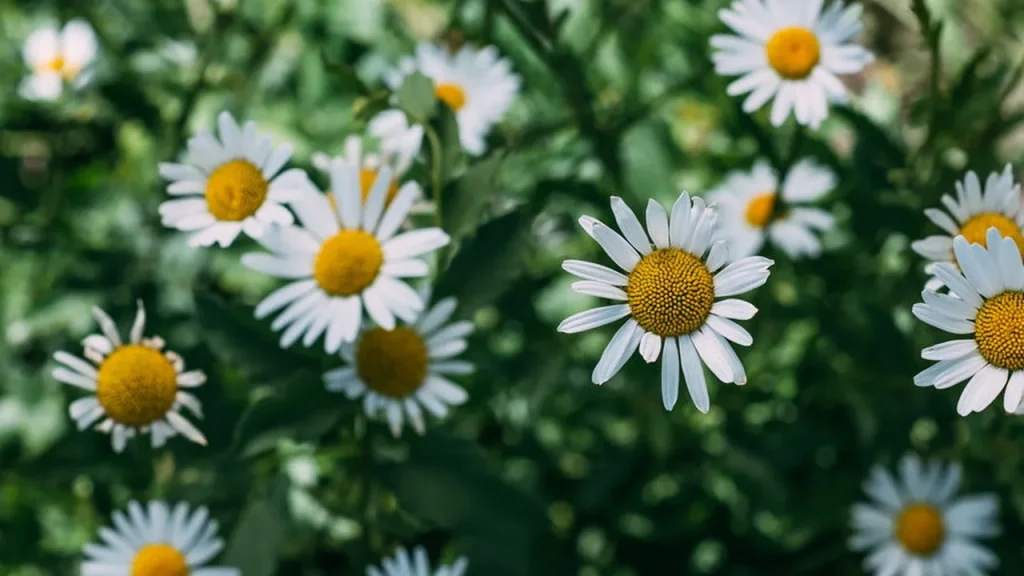 Conheça as ervas fáceis de plantar que tratam insônia e inflamações conhe a as ervas f ceis de plantar que tratam ins nia e inflama es b325d657