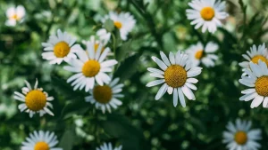 Conheça as ervas fáceis de plantar que tratam insônia e inflamações