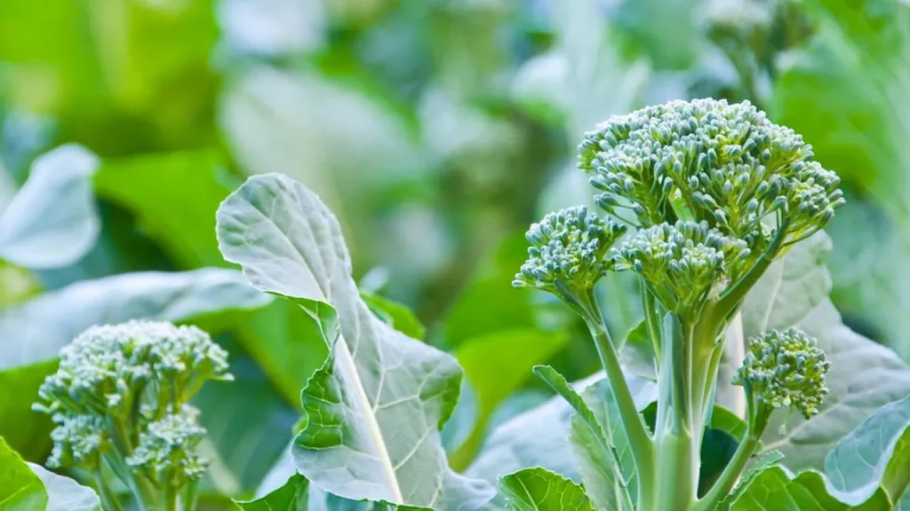conhe a o vegetal verde que fortalece a imunidade e combate inflama es 055e08f4